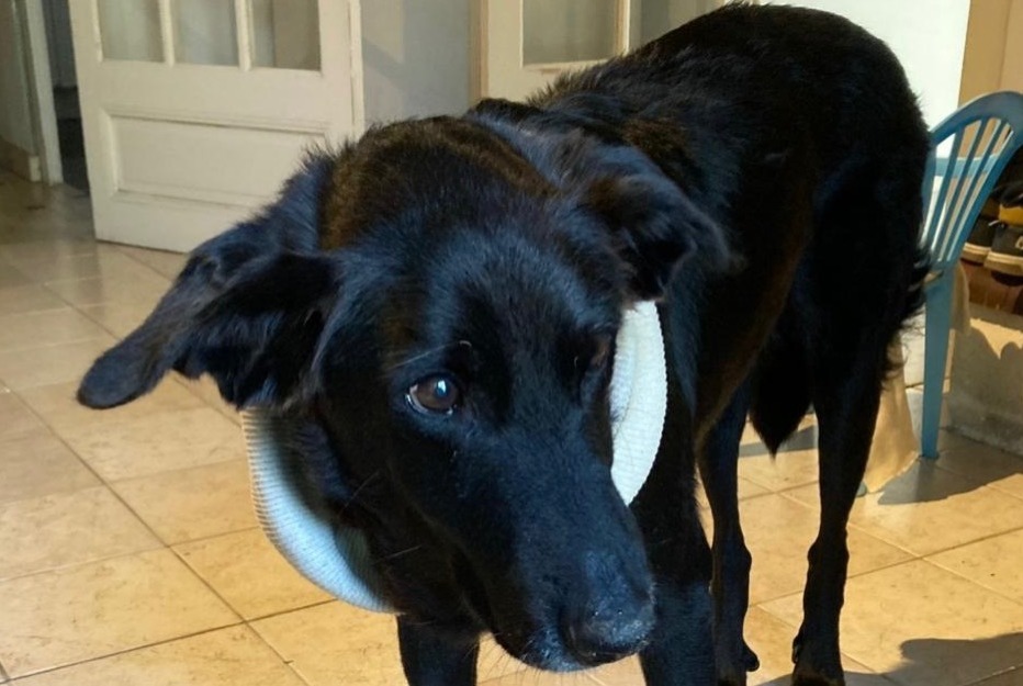 Alerta de Desaparición Perro cruce Hembra , 11 años Bercloux Francia