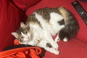 Alerta de Desaparición Gato Hembra , 5 años Preignan Francia