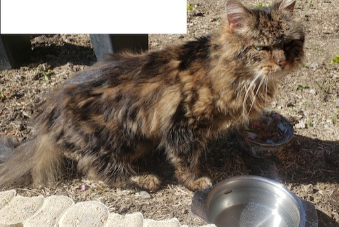 Alerta de Hallazgo Gato cruce Desconocido Entrelacs Francia