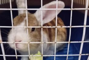 Alerta de Hallazgo Conejo Desconocido Léré Francia