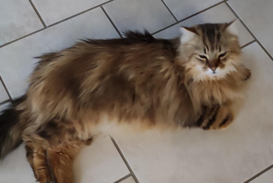 Alerta de Desaparición Gato cruce Macho , 7 años Fleurey-lès-Faverney Francia
