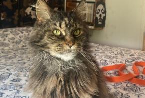 Alerta de Desaparición Gato  Hembra , 9 años Meyrin Suiza