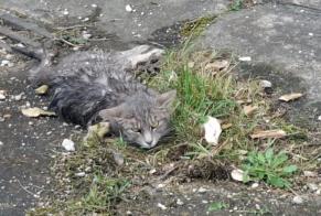 Alerta de Hallazgo Gato Desconocido Couternon Francia