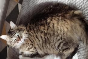 Alerta de Desaparición Gato cruce Macho , 4 años Niort Francia