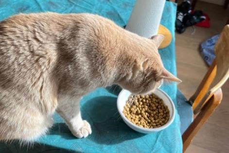 Alerta de Desaparición Gato  Macho , 2 años Saint-Nazaire Francia