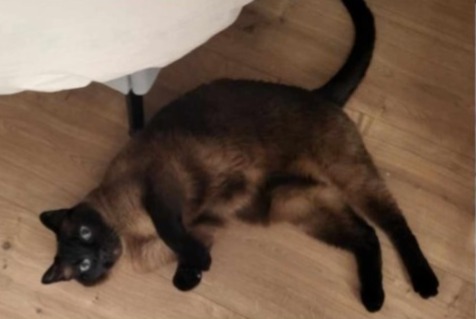 Alerta de Desaparición Gato  Macho , 13 años Verviers Bélgica