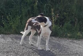 Alerta de Hallazgo Perro cruce Hembra Saint-André-de-Roquelongue Francia