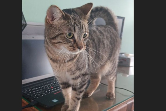 Alerta de Desaparición Gato Hembra , 4 años Perwez Bélgica