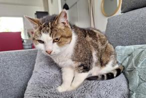 Alerta de Hallazgo Gato Hembra Abjat-sur-Bandiat Francia