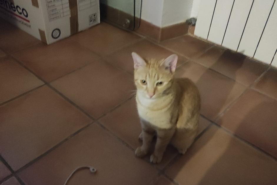 Alerta de Desaparición Gato Hembra , 1 años Orange Francia