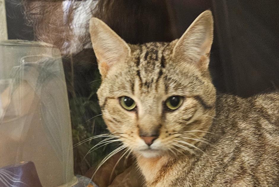 Alerta de Hallazgo Gato Macho Lit-et-Mixe Francia