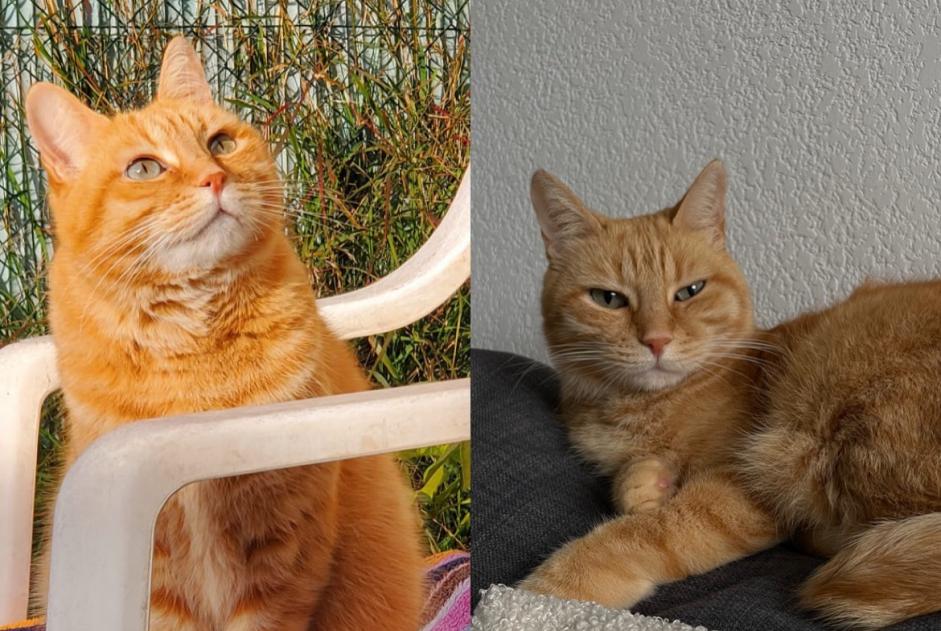 Alerta de Desaparición Gato Macho , 8 años Montpellier Francia