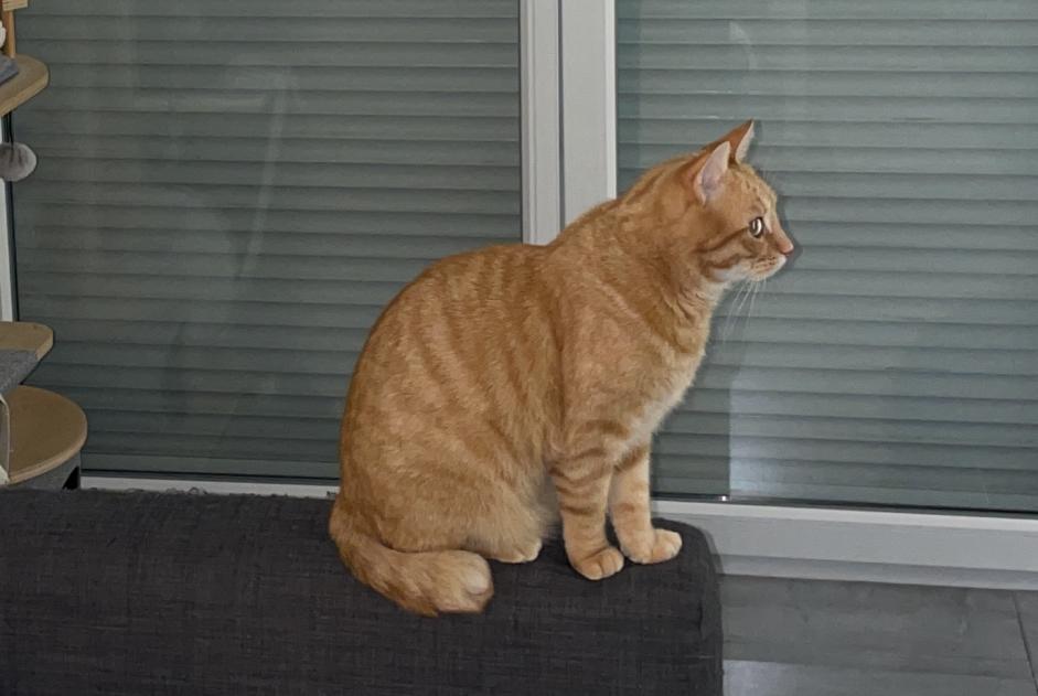 Alerta de Desaparición Gato Macho , 8 años Montpellier Francia