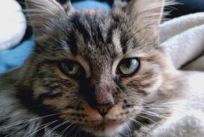 Alerta de Desaparición Gato Hembra , 1 años Areuse Suiza