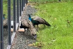Alerta de Hallazgo Pájaro Macho La Roche-sur-Yon Francia