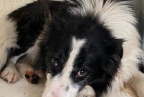 Alerta de Hallazgo Perro cruce Macho Trets Francia