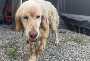 Alerta de Hallazgo Perro Macho Bordères-sur-l'Échez Francia