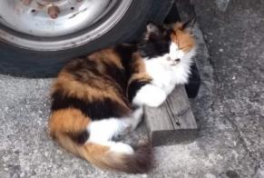 Alerta de Desaparición Gato  Hembra , 11 años Lonay Suiza