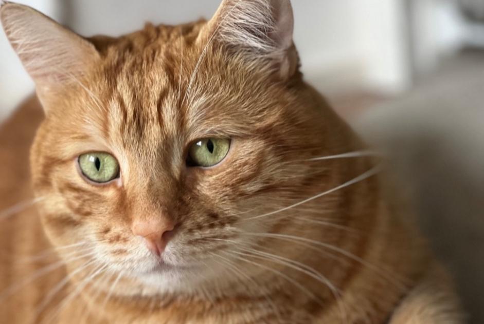 Alerta de Desaparición Gato  Macho , 3 años Sanremo Italia