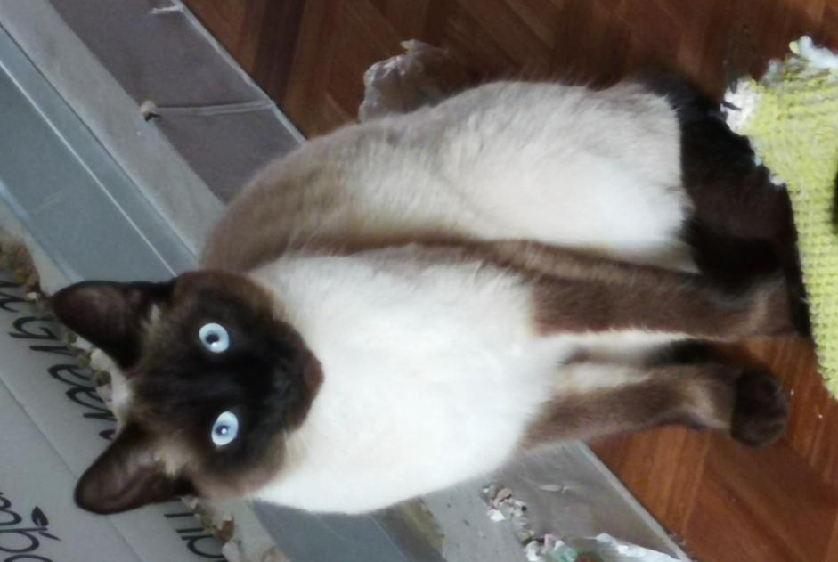 Alerta de Desaparición Gato Macho , 4 años Uccle Bélgica