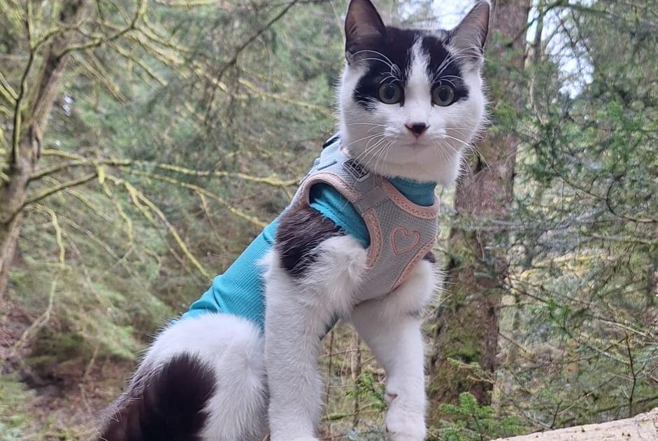 Alerta de Desaparición Gato cruce Hembra , 1 años Grimisuat Suiza
