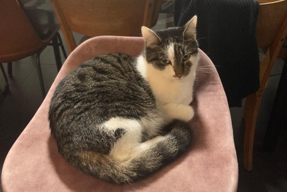 Alerta de Desaparición Gato  Macho , 4 años Mechelen Bélgica