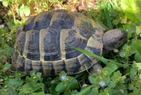Alerta de Desaparición Tortuga Hembra , 2025 años Lausanne Suiza