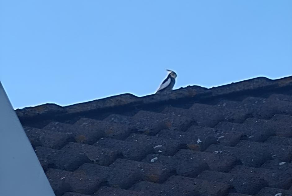 Alerta de Hallazgo Pájaro Desconocido Lier Bélgica