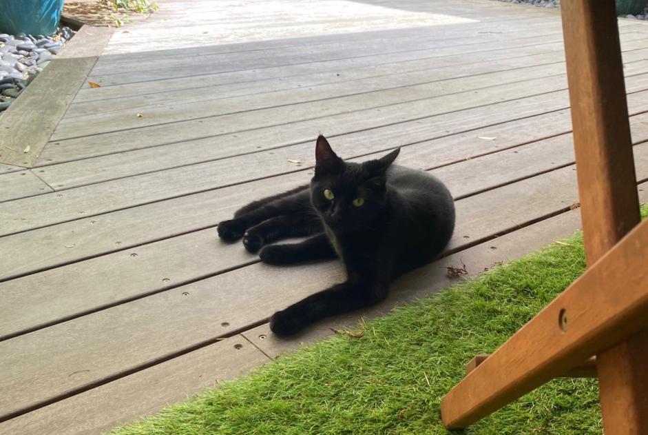 Alerta de Desaparición Gato Hembra , 1 años Beauchamp Francia