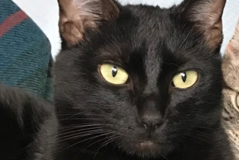 Alerta de Desaparición Gato Macho , 2 años Sartrouville Francia