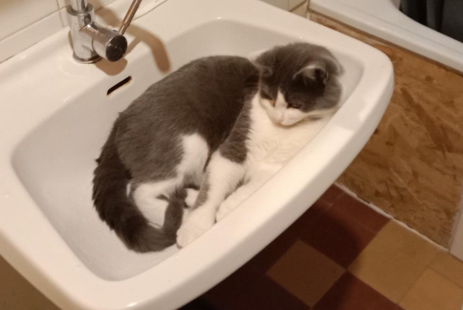 Alerta de Desaparición Gato Macho , 2 años Lamure-sur-Azergues Francia