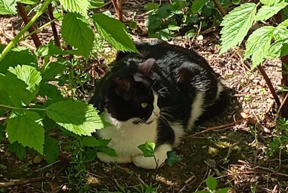 Alerta de Desaparición Gato Hembra , 2 años Blois Francia