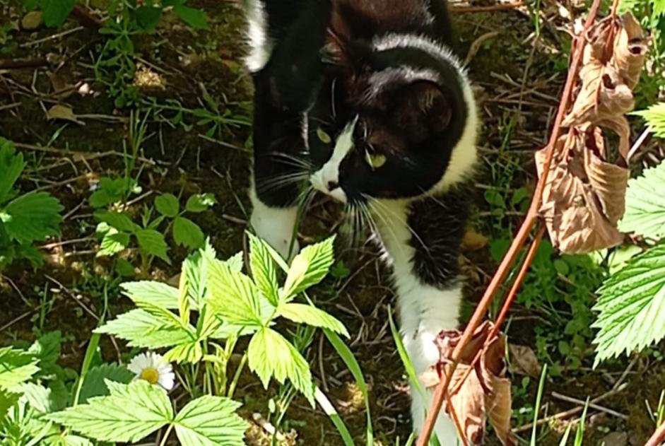Alerta de Desaparición Gato Hembra , 2 años Blois Francia
