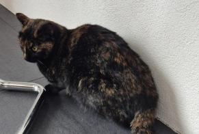 Alerta de Desaparición Gato Hembra , 2 años Muntelier Suiza