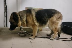 Alerta de Hallazgo Perro  Hembra Habarcq Francia