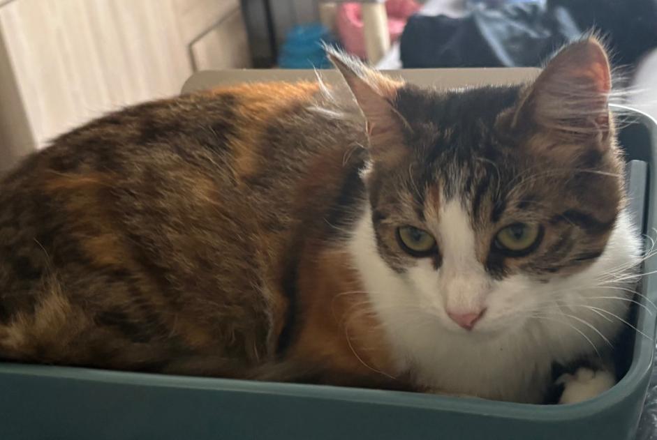 Alerta de Desaparición Gato  Hembra , 1 años Saint-Denis-d'Orques Francia