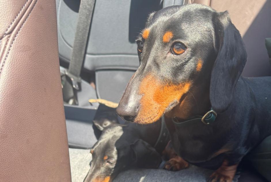 Alerta de Desaparición Perro  Hembra , 3 años Robion Francia