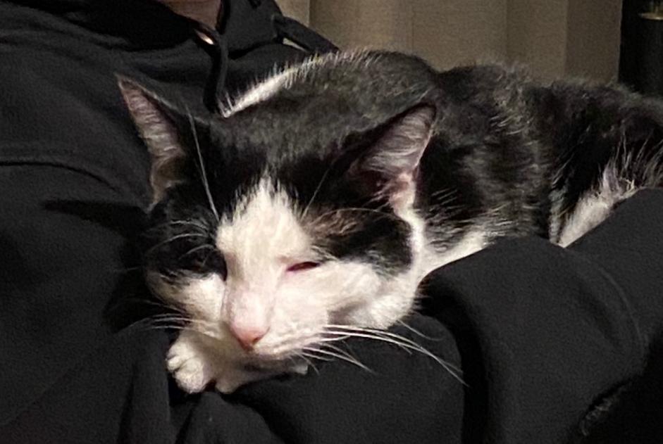 Alerta de Desaparición Gato Macho , 14 años Tourville-la-Rivière Francia