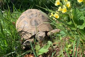 Alerta de Desaparición Tortuga Hembra , 2025 años Chernex Suiza