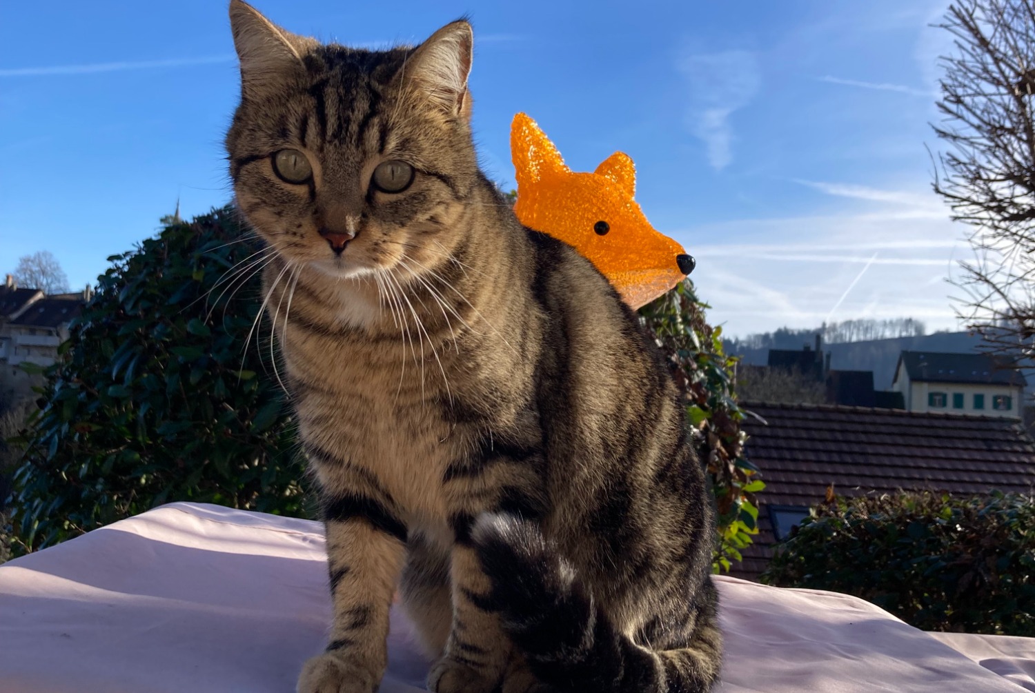 Alerta de Desaparición Gato cruce Hembra , 6 años Moudon Suiza