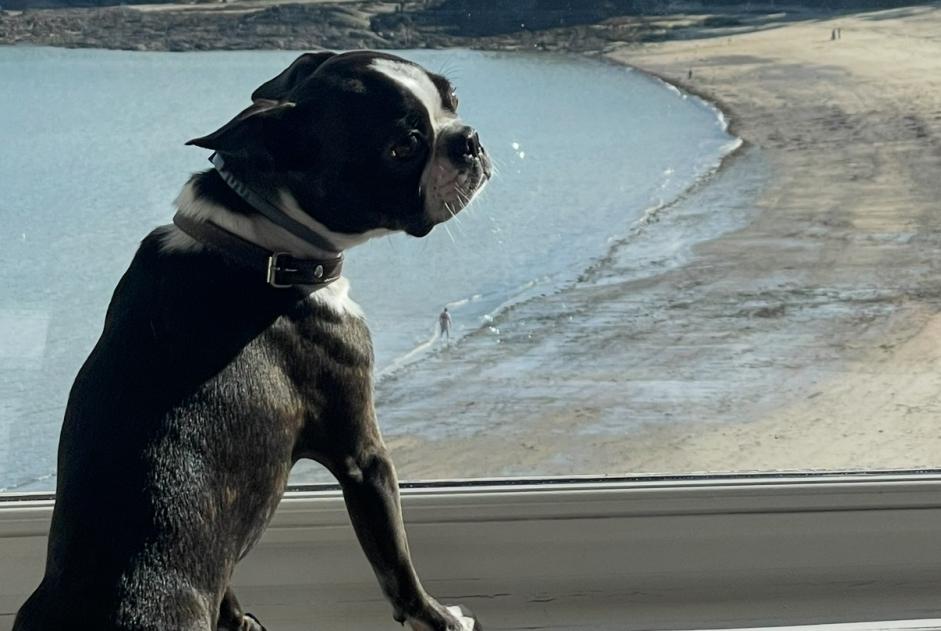 Alerta de Desaparición Perro  Macho , 6 años Saint-Aubin-du-Cormier Francia