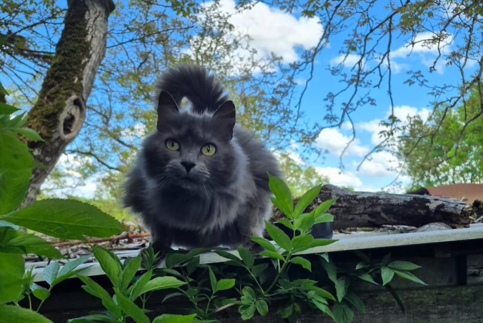 Alerta de Hallazgo Gato cruce Hembra Vouillé Francia