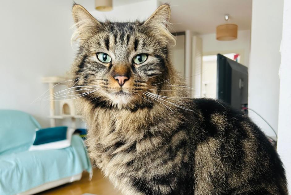 Alerta de Desaparición Gato  Macho , 3 años Ingersheim Francia