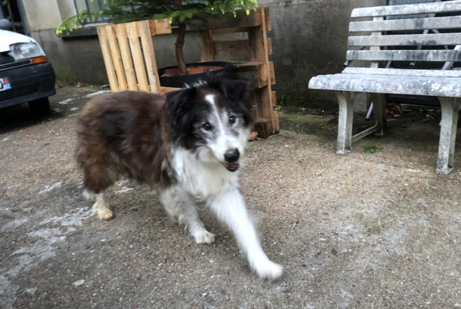 Alerta de Hallazgo Perro  Desconocido Boissezon Francia