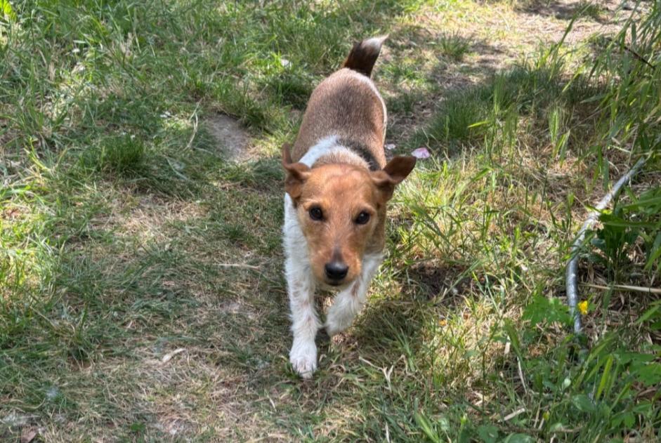 Alerta de Hallazgo Perro  Hembra Neuillé Francia