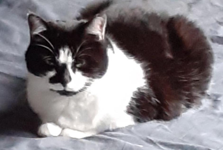 Alerta de Desaparición Gato  Hembra , 12 años Tours Francia