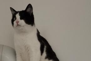 Alerta de Desaparición Gato  Macho , 4 años Parçay-Meslay Francia