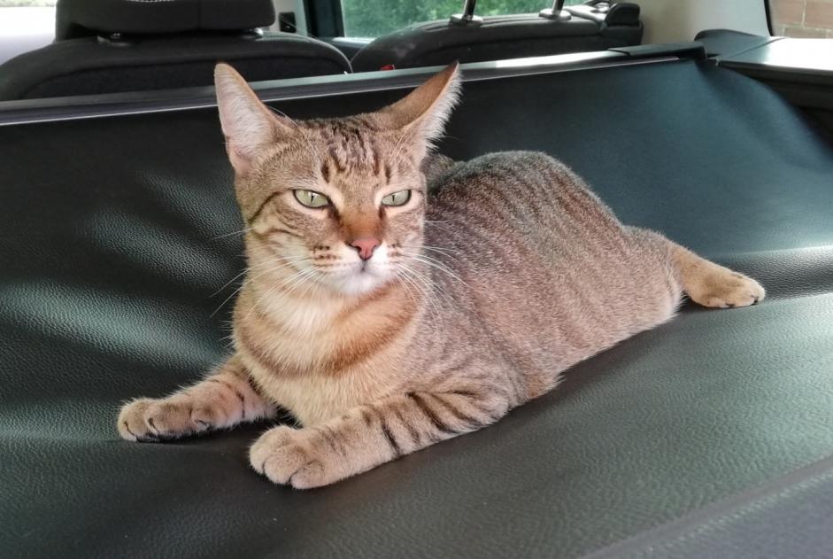 Alerta de Desaparición Gato Macho , 1 años La Frette-sur-Seine Francia