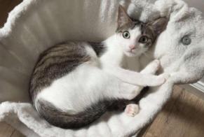 Alerta de Desaparición Gato Hembra , 1 años Arue Francia