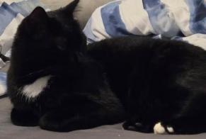 Alerta de Desaparición Gato Macho , 2 años Velleron Francia